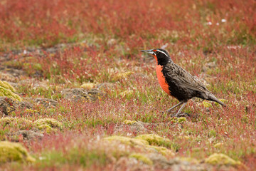 South Atlantic, Falkland Islands, New Island. Long-tailed meadowlark in colorful field of vegetation. 