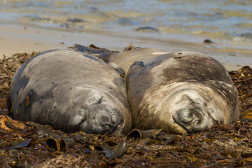 Falkland Islands, Carcass Island. Southern elephant seals, sleeping. Credit as: Cathy & Gordon Illg / Jaynes Gallery / DanitaDelimont.com