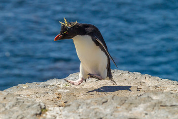 Naklejka premium Falkland Islands, Bleaker Island. Rockhopper penguin living up to his name. Credit as: Cathy & Gordon Illg / Jaynes Gallery / DanitaDelimont.com