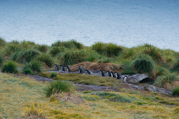 Falkland Islands. West Point Island. Southern rockhopper penguins (Eudyptes chrysocome)