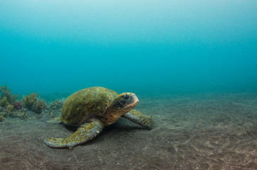 Galapagos Green Sea Turtle (Chelonia mydas agassizi) underwater, Galapagos Islands, Ecuador, Endemic Subspecies