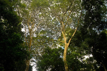 The Parque Lage, located between Lagoa & Jardim Botanico, Rio de Janiero, Brazil 