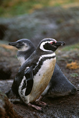 Atlantic Ocean, Falkland Islands. A Magellanic Penguin (Spheniscus magellanicus) parent and its chick in the rain