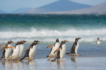 Falkland Islands. Saunders Island. Gentoo penguins (Pygoscelis papua) coming out of the ocean.