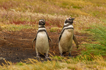 Fototapeta premium Falkland Islands, Sea Lion Island. Magellanic penguins. Credit as: Cathy & Gordon Illg / Jaynes Gallery / DanitaDelimont.com,