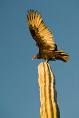 Mexico, Baja California, Sonoran Desert. Classic desert scenic with Turkey Vulture (Cathartes aura) perched on Cardon cactus (Pachycereus pringlei). Sunrise illuminates detail