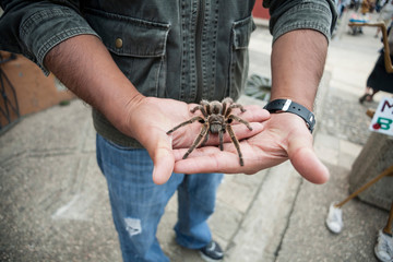 Mexico, Chiapas, San Cristobal de Las Casas. A local shows off his tarantula spider.