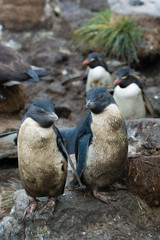 Fototapeta premium Falkland Islands. West Point Island. Southern rockhopper penguin (Eudyptes chrysocome)
