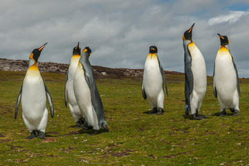 Falkland Islands, East Falkland, Volunteer Point. Members of king penguin colony. Credit as: Cathy & Gordon Illg / Jaynes Gallery / DanitaDelimont.com