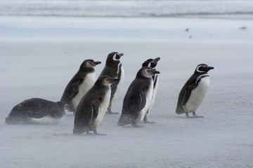 Falkland Islands. Saunders Island. Magellanic penguins (Spheniscus magellanicus) on the beach. (Spheniscus magellanicus) on the beach.