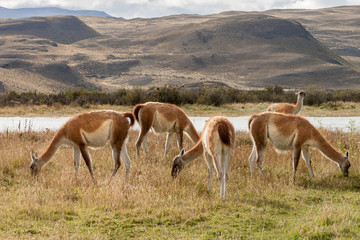 Grazing Guanaco. Torres del Paine National Park. Chile. South America. UNESCO biosphere.