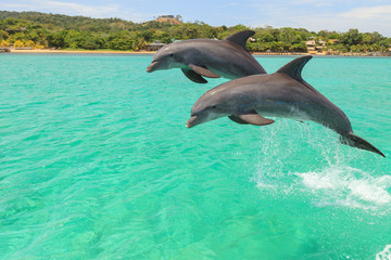 Bottlenose Dolphin (Tursiops Truncatus), Roatan, Bay Islands, Honduras