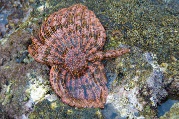 Mexico, Baja California Sur, Sea of Cortez. Intertidal marine life. Sunflower sea star