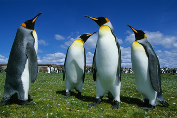 King Penguin, (Aptenodytes patagonicus), Volunteer Point, Falkland Islands.