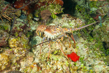 Spiny Lobster, Caribbean Scuba Diving, Roatan, Bay Islands, Honduras, Central America