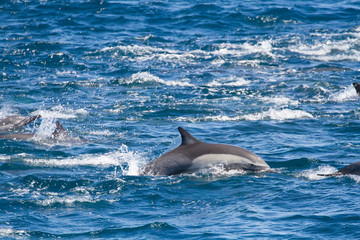 Common dolphins make the water boil. Baja California, Sea of Cortez, Mexico.