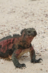 Ecuador, Galapagos, Espanola, Punta Suarez. Endemic subspecies of marine iguana (Wild: Amblyrhynchus cristatus venustissimus) on sandy beach.