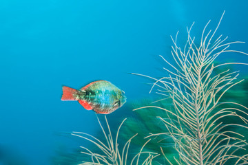 juvenile, parrotfish, Caribbean Scuba Diving, Roatan, Bay Islands, Honduras, Central America