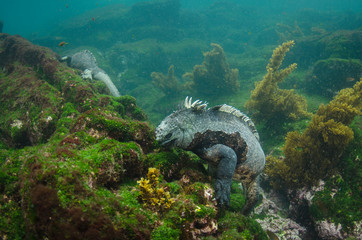 Marine Iguana (Amblyrhynchus cristatus) underwater, Fernandina Island, Galapagos Islands, Ecuador.