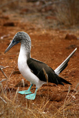 Ecuador, Galapagos Islands, North Seymour Island. Nesting colony of the Blue footed Booby.