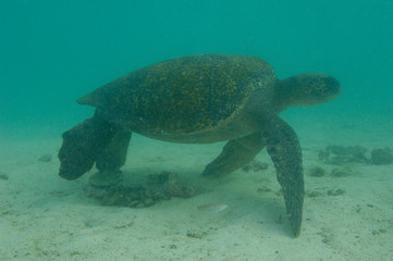Green Turtle (Chelonia mydas agassisi) Galapagos Islands, Ecuador. South America
