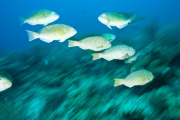 Juvenile Parrotfish, Roatan Marine Park, Caribbean Scuba Diving, Roatan, Bay Islands, Honduras,...