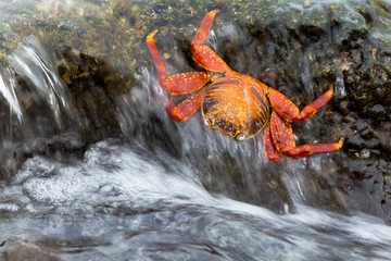 Ecuador, Galapagos Islands, Sombrero Chino, Sally Lightfoot crab (Grapsus grapsus) washed by the sea on the rocks.