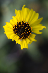 Baja California, Mexico. Yellow petal desert wildflower detail