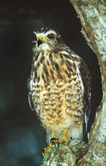 Mexico, Tamaulipas State. Portrait of roadside hawk perched in tree. 