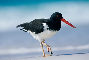 American Oystercatcher, (Haematopus palliatus), Hood Island, Galapagos Islands, Ecuador.