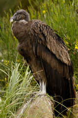 Andean Condor female (Vultur gryphus) Andes Ecuador. South America