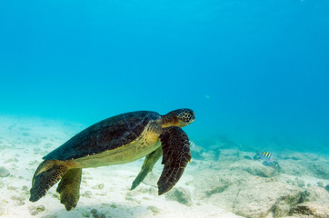 Obraz premium Galapagos Green Sea Turtle (Chelonia mydas agassizi) underwater, Galapagos Islands, Ecuador, Endemic Subspecies