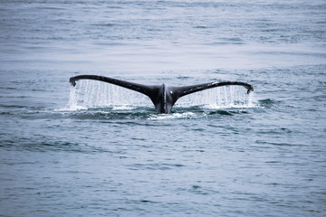 Humpback Whale - Kenai Fjords
