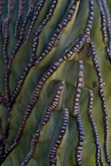 Baja California, Mexico. Detail of twisting spines of Cordon Cactus (Pachycereus pringlei)