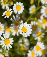 Fototapeta premium Chamomile flowers. Pharmaceutical camomile. Medicinal plant chamomile, flowering.