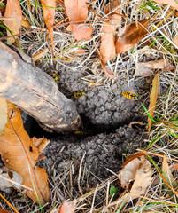 Wasps fly into their nest. Mink with an aspen nest. Underground
