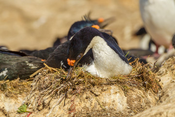 Falkland Islands, Carcass Island. Imperial shag touching up nest. Credit as: Cathy & Gordon Illg / Jaynes Gallery / DanitaDelimont.com