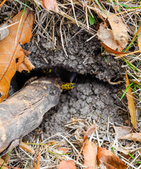 Wasps fly into their nest. Mink with an aspen nest. Underground