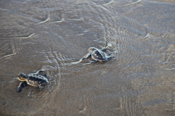 Central America, El Salvador, Pacific Ocean, turtle hatchlings.