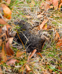 Wasps fly into their nest. Mink with an aspen nest. Underground