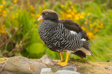 Falkland Islands, Carcass Island. Close-up of kelp goose. Credit as: Cathy & Gordon Illg / Jaynes Gallery / DanitaDelimont.com