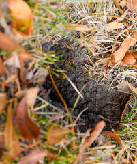 Wasps fly into their nest. Mink with an aspen nest. Underground