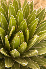 Fototapeta premium Cacti Mundo Los Cabos Botanical Garden, Los Cabos , Baja California, Mexico