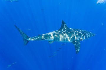 Great White Shark (Carcharodon Carcharias), Large 5 meter female, Guadalupe Island, Marine Preserve, Baja California, Mexico