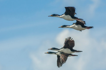 Falkland Islands, Belaker Island. Rock shags in flight. Credit as: Cathy & Gordon Illg / Jaynes Gallery / DanitaDelimont.com