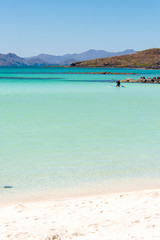 Fototapeta na wymiar Mexico, Baja California Sur, Sea of Cortez. White sand beach and calm waters Isla Coronado. Paddleboarder kneels