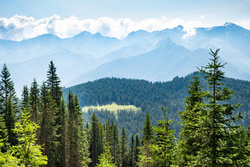 Alpine Pastures And Fir Trees