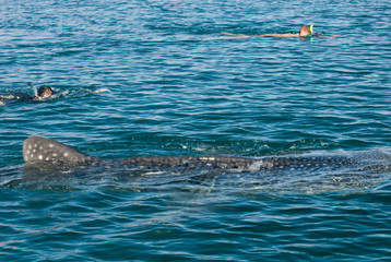 Mexico, Baja California, Midriff Islands, Sea of Cortez, Bahia de los Angeles. Area renown for Whale Sharks (Rhincodon typus) that come to these waters to filter feed.