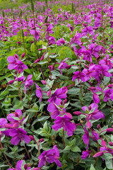 USA, Alaska, Upper Willow Creek. River beauty flower scenic. Credit as: Don Paulson / Jaynes Gallery / DanitaDelimont.com