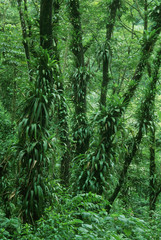 Costa Rica, Arenal National Park, rainforest foliage.